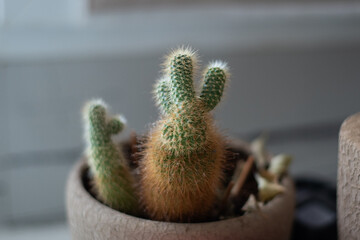 Fototapeta premium Close-up of a small potted cactus growing indoors with sharp spines and rich natural texture. Minimal botanical image ideal for home decor, houseplant, succulent, and indoor gardening themes.
