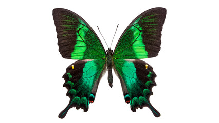 Bright green butterfly with open wings resting on a white background during daytime © Anatoli