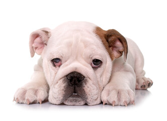 Obraz premium puppy english bulldog