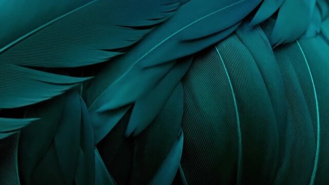 Close-up of teal feathers, abstract texture and organic pattern.