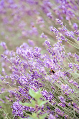 Obraz premium Close-up of blooming lavender flowers with bee in soft natural light