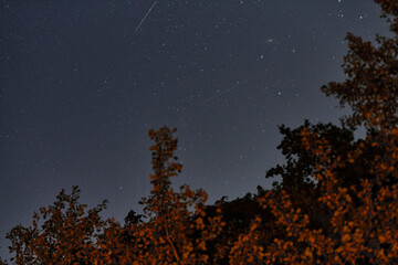 Fototapeta premium Starry night sky with meteor trail and silhouetted orange trees