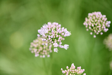 Delicate allium Nutans blossoms in soft focus green field © TRAVELARIUM
