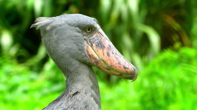 Portrait of Shoebill (Balaeniceps rex) Mabamba Swamp Uganda, filmed from a boat in the Entebbe swamps, Uganda,