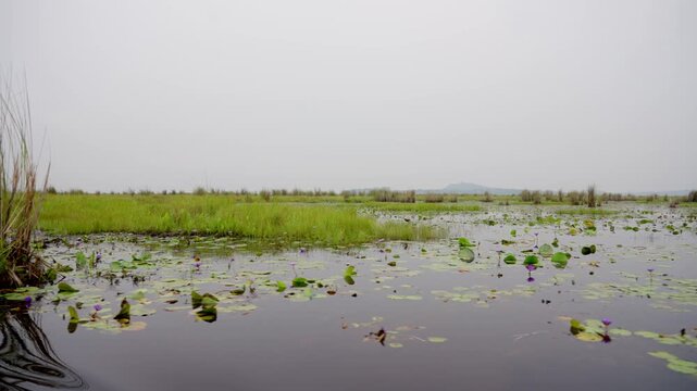 Mabamba Swamp the habitat of the rare shoebill in Uganda Filmed from a boat , Entebbe Uganda,
