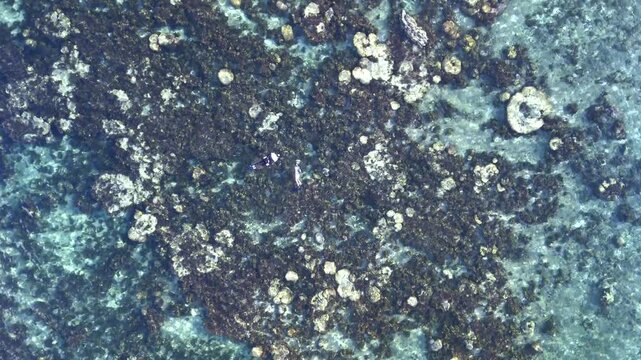 Vertical aerial shot showcasing the intricate patterns of a coral reef system as snorkelers swim through clear, shallow tropical waters in Okinawa, Japan.