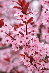 Fototapeta premium Purple leaf plum blossoms in spring bloom