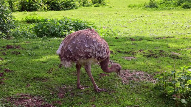 Darwin's rhea, Rhea pennata, also known as the lesser rhea