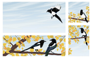 Fototapeta premium Magpie birds set on autumn birch tree branches. Vector illustrations of common magpies flying and sitting in forest foliage with yellow leaves and sky background for banners or cards