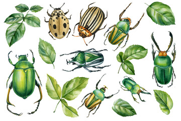 Green beetle watercolor clipart set with striped insects spotted ladybug stag beetle and leaves for nature designs © Hanna