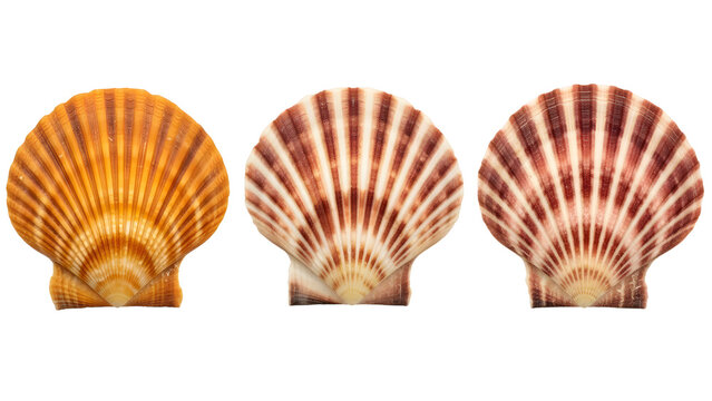 Three Scallop Shells Collection Isolated On White Background