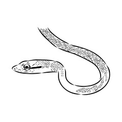 Obraz premium beige, parrot snake, vector sketch illustration