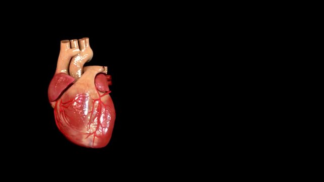 Highly detailed 3D render of the human heart, showcasing its intricate anatomy and vital functions within the circulatory system, set against a dark, minimalist background