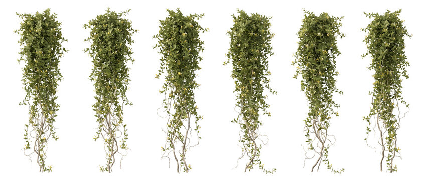 climbing plants, ivy, vine, foliage, hanging plant, creeper, green leaves collection for architectural visualization and garden landscape design isolated on black background.