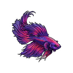 Vibrant Purple and Pink Striped Betta Fish Siamese fighting fish © ROBI STOCK