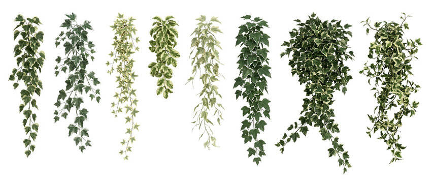 ivy, hanging plant, variegated, foliage, isolated, leaf, green collection of realistic ivy vines with variegated leaves isolated on black for archviz and graphic design elements.