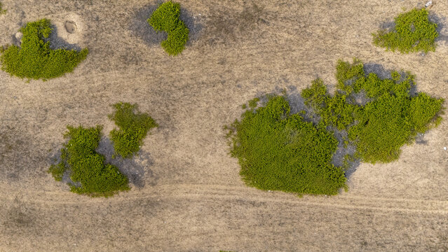 Aerial view of lush green bushes scattered across dry sandy terrain with faint tracks on the ground in Badagry, Lagos, Nigeria.