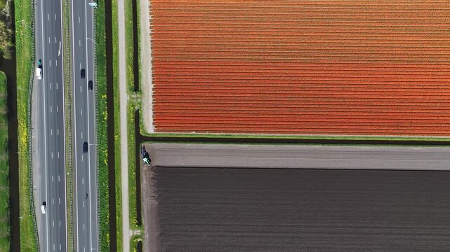 Aerial view of dutch tulip fields and highway traffic
