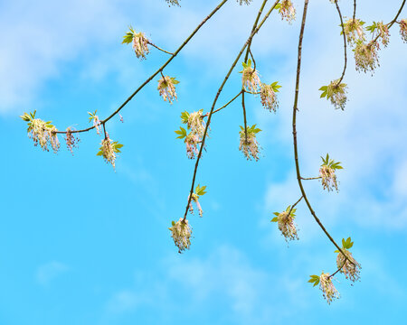 青空に映える奔放な枝ぶりのネグンドカエデの花 Boxelder maple flowers on free-flowing branches against a blue sky