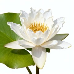 Fototapeta premium Beautiful White Water Lily Flower with Green Leaf