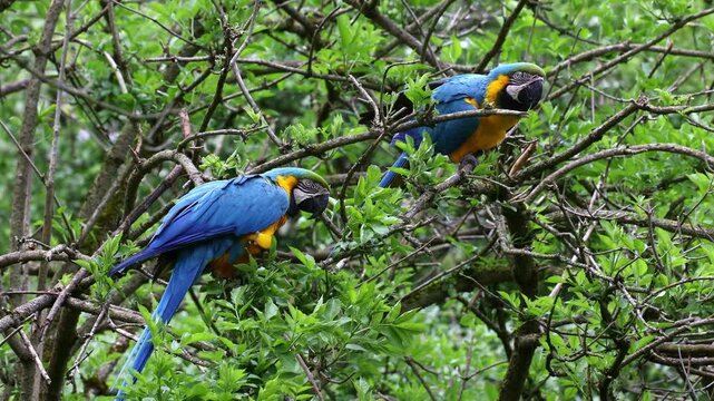 The Blue-and-yellow Macaw, Ara ararauna also known as the blue-and-gold macaw, is a large South American parrot with mostly blue top parts and light orange underparts