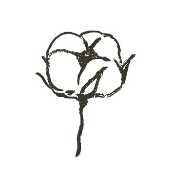 Cotton flower on branch doodle charcoal isolated drawing. Natural organic blossom fluffy fiber on stem. Botanical hand drawn wedding rustic herb. Ripe cotton boll fiber in grunge sketch style.