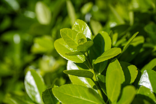 glossy green leaves on a shrub, likely euonymus or cherry laurel, featuring a tight focus on the new growth and vibrant texture