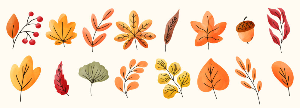 Autumn maple watercolor and leaves leaf fall with dry japanese tree. Vector foliage yellow and red color illustration with oak brown cute. Design autumn forest and gold leaves chestnut