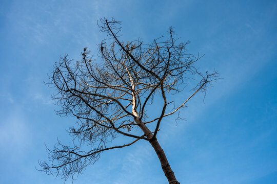 a tall, leafless tree with intricate bare branches silhouetted against a bright blue sky with soft wispy clouds