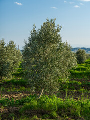 Obraz premium Green olive tree in a sunny orchard with blue sky background. Young olive grove under bright daylight in a rural agricultural field.