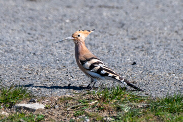 a hoopoe (upupa epops) standing on a gravel path, featuring its distinctive crest, long beak, and black-and-white barred wings © Andrey