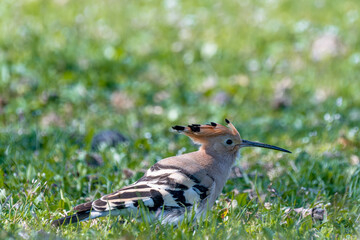a hoopoe (upupa epops) foraging in green grass, featuring its distinctive cinnamon-colored head, black-tipped crest, and striking barred wing pattern, captured in bulgaria. © Andrey