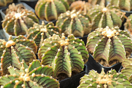 Group of Gymnocalycium mihanovichii var. friedrichii cactus, also known as Moon Cactus or LB 2178, native to Paraguay and Argentina