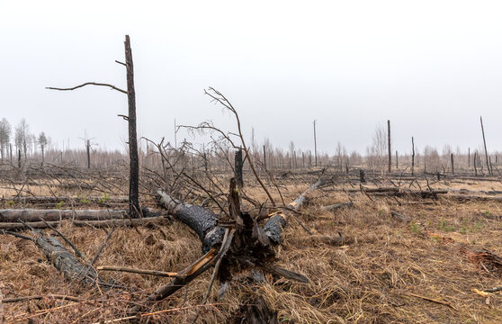 Chernobyl Exclusion Zone Aftermath