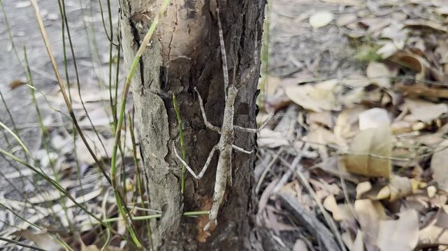 Stick Insect on Tree Bark Cape York Australia