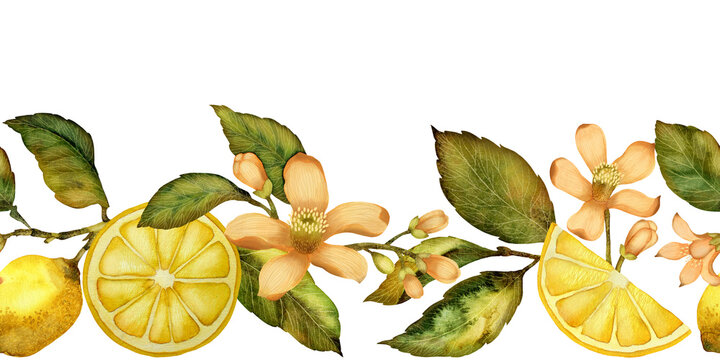 Lemons, flowers and leaves. Seamless border watercolor illustration isolated on a white background