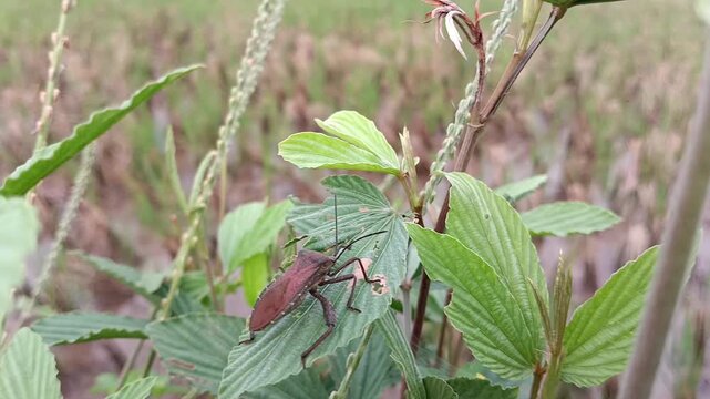 Brown stink bug (Euthochtha galeator) on a bush leaf