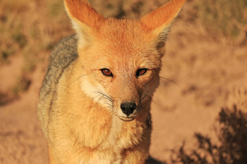 Naklejka premium Closeup of a Grizzled Pelage Andean Fox or Zorro Culpeo in Desert Plant Field of the Chilean Altiplano, Northern Chile, South America
