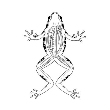 Frog anatomy vector illustration, black and white silhouette with internal organ system, biological medical science diagram