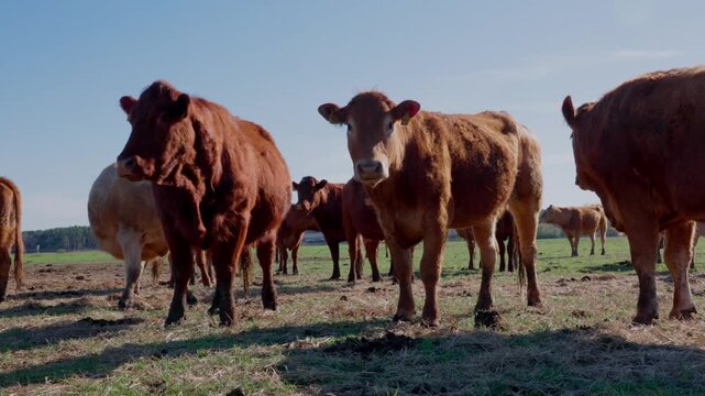 K&uuml;he stehen auf der Weide