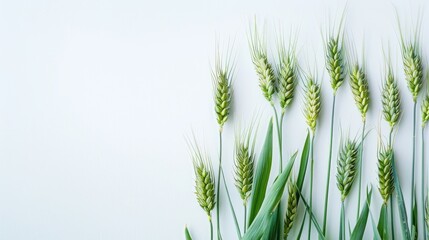 Naklejka premium green wheat ears isolated on a white background, capturing the essence of nature's harvest