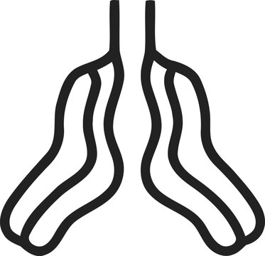 bronchi, bronchial tubes, lungs, respiratory system, isolated on transparent background
