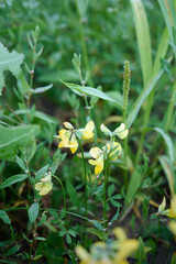 Fototapeta premium Yellow flowers Lotus corniculatus bloom in the field in the morning dew.