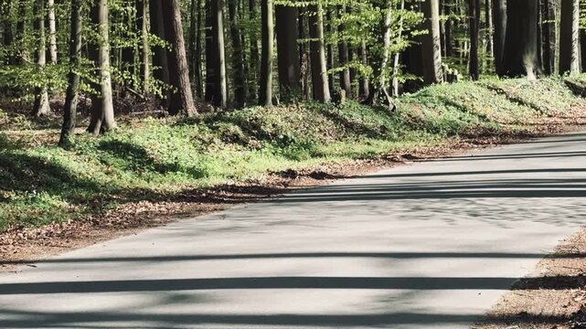 schmale Stra&szlig;e in einem Buchenwald im Fr&uuml;hling
