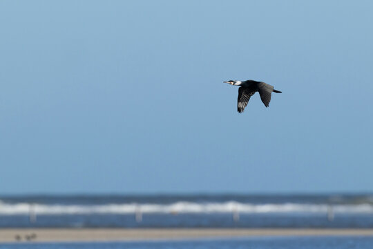adult great cormorant (Phalacrocorax carbo) in full breeding plumage in flight, found at Texel in the Netherlands