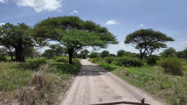 Fahrt vorbei an Affenbrotbaum und Schirmakazien in Tansania, Afrika