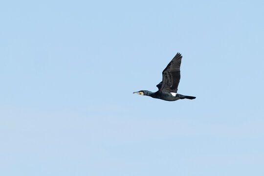 adult great cormorant (Phalacrocorax carbo) moulting in breeding plumage in flight, found at Texel in the Netherlands