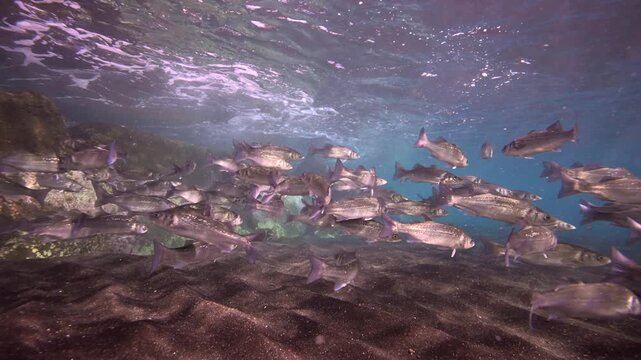Schooling Salema Fish and Marine Biodiversity in the Canary Islands; Scuba Diving Underwater View