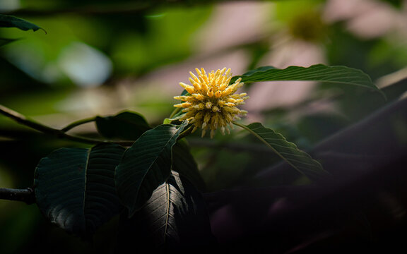 Kratom flower blooming on a tropical tree branch