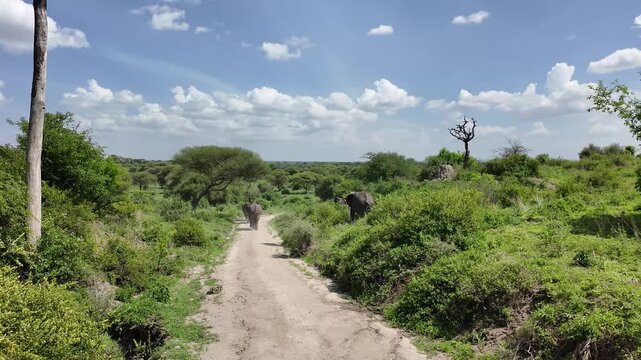 Herde Afrikanischer Elefanten laufen auf einem Weg durch den Tarangire Nationalpark in Tansania